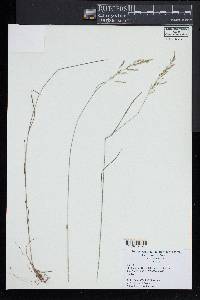 Poa nemoralis image