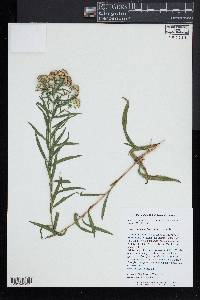 Euthamia lanceolata image