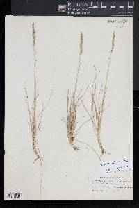 Festuca filiformis image