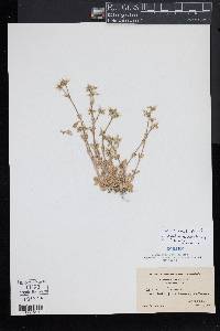 Cerastium fontanum subsp. vulgare image