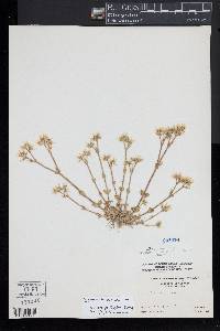 Cerastium fontanum subsp. vulgare image