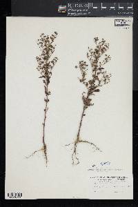 Trichostema dichotomum image