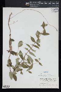 Lycopus amplectens image