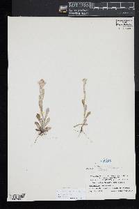 Gamochaeta purpurea image