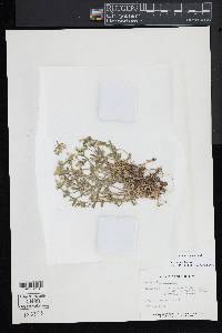 Cerastium fontanum subsp. vulgare image