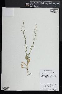 Lepidium campestre image