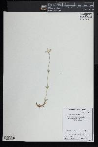 Cerastium semidecandrum image