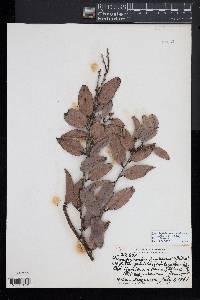 Diospyros sandwicensis image