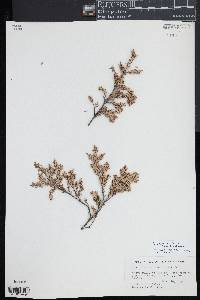 Acrothamnus colensoi image