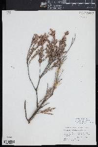 Acrothamnus colensoi image