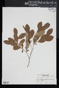 Lyonia mariana image