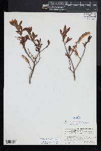 Eubotrys racemosa image