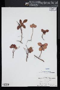 Gaultheria procumbens image