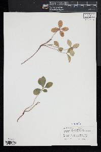 Gaultheria procumbens image