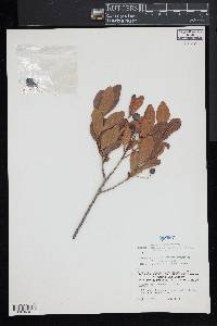 Gaylussacia dumosa image