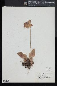 Sarracenia purpurea image