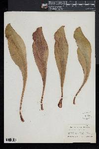 Sarracenia purpurea image