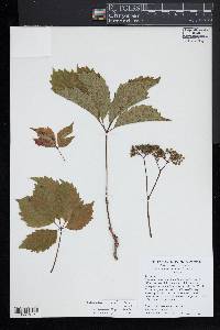 Parthenocissus inserta image