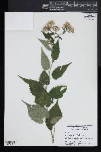 Euthamia lanceolata image