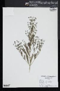 Trichostema dichotomum image