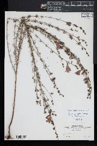 Agalinis purpurea image