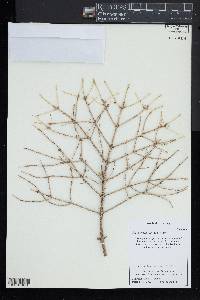 Picea orientalis image