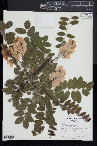 Robinia viscosa image