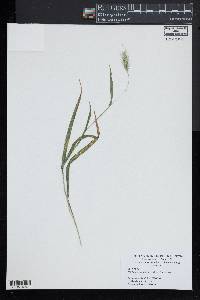 Elymus villosus image