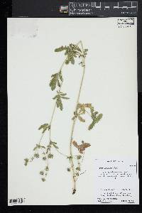 Potentilla intermedia image