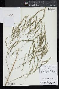 Asparagus officinalis image