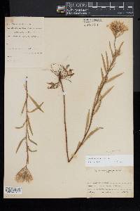 Oenothera parviflora image