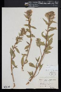 Oenothera parviflora image