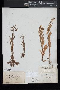 Oenothera perennis image