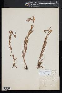 Oenothera perennis image