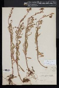 Oenothera perennis image