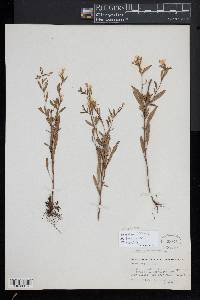 Oenothera perennis image