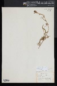 Oenothera perennis image