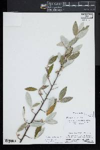 Elaeagnus umbellata image