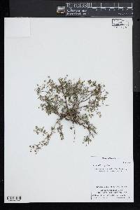 Potentilla argentea image