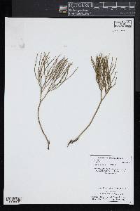 Psilotum nudum image