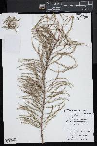 Taxodium distichum var. imbricarium image
