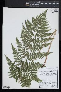 Dryopteris × triploidea image