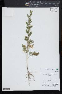 Artemisia annua image