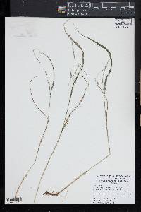 Festuca subverticillata image