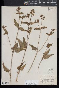 Mirabilis albida image