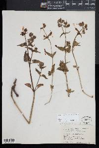 Mirabilis albida image