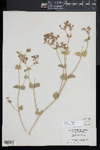 Mirabilis laevis var. villosa image