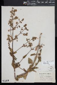 Mirabilis albida image