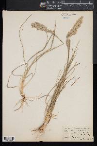 Poa arachnifera image
