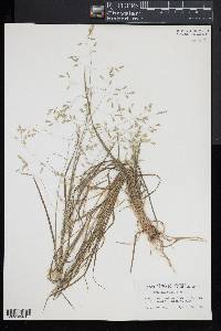 Poa autumnalis image